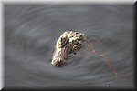 Een jonge Alligator