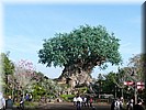 Tree of Life
Heel veel dieren in de stam en takken opgenomen