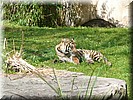 Pangani Forest Exploration trail
Wandeling door tropisch oerwoud met diverse dieren