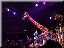 Festival of the Lion King
Dans, zang en acrobatiek rond de Lion King