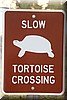 Schildpadden kunnen oversteken