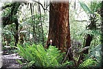 Fred november 2015 - Great Otway NP (Victoria, Australie)
Bij een grote boom en veel groen en varens