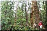 Magda november 2015 - Great Otway NP (Victoria, Australie)
Ook bij een grote boom en veel groen en varens