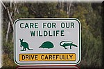Denk om het wild op de weg