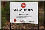 Quarantaine gebied voor Noogoora Burr (?)