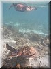Magda mei 2016 - Cape Range NP
Samen met een zeeschildpad