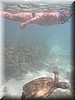 Fred mei 2016 - Cape Range NP
Samen met een zeeschildpad