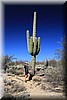 Fred januari 2017 - Saguaro NP (Arizona, USA)
Bij een andere grote Saguaro