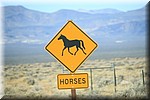 Waarschuwing voor paarden