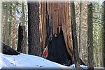 Fred april 2017 - Sequioa NP (Californie, USA)
Bij een van de gigantische Sequoia bomen