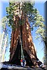 Corrie en Magda april 2017 - Sequioa NP (Californie, USA)
Bij twee reuze bomen