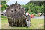 Fred juni 2017 - Holberg (Vancouver Island, BC, Canada)
Stronk van een 'Old Growth' boom. De herplant laten ze niet meer zo oud / groot worden.