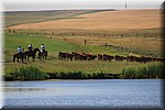 Cowboys drijven koeien langs ons