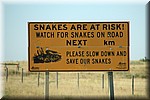 Slangen worden bedreigd, rem af en red slangen op de weg