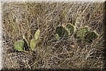 Cactussen in het gras