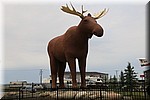 Een "big" Moose