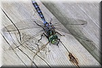 Libelle