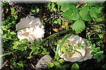 Paddenstoelen