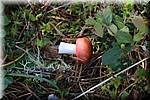 Paddenstoelen