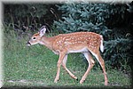 Bambi