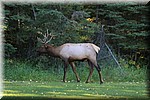 Elk