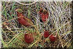 Vleesetende planten langs de Boundary Bog Trail 