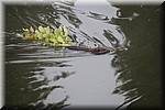 Bever aan het werk