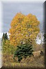 Herfstkleuren