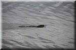 Opnieuw een bever