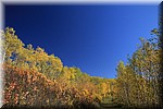 Herfstkleuren tegen een blauwe lucht
