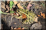 Groene kikker