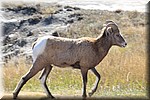 Bighorn Sheep, met nog kleine hoorns