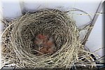 Jonge vogeltjes in een nest