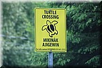 Overstekende schildpadden
Op veel plaatsen in Ontario gezien