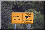 Waarschuwing voor overstekende langnek schildpadden