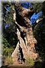 Fred bij een Giant Tingle Tree
