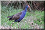 Loopvogel