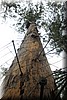 Bicentennial Fire Tree in Warren NP