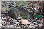Bandicoot bij ons plekje aan Greenbushes Pool