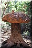 Moose maart 2019 - Greenbushes (WA, AUS)
Op een heel grote "paddenstoel'