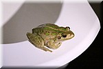 Kikker op de toiletbril