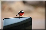 Kleurig vogeltje op de spiegel