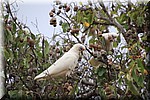 Rosella