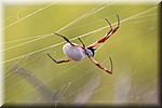 Web spin