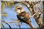 Kookaburra