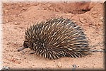 Echidna