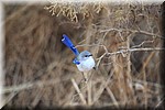 Leuk klein vogeltje