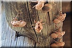 Resten van verpopte insecten
