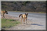 Dingo's
