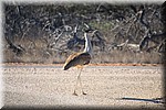 Australian Bustard